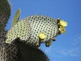 Gal 1365 Opuntia echios